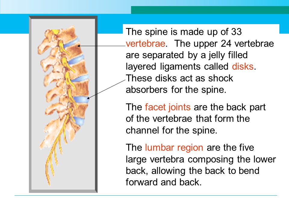 The spine is made up of 33 vertebrae.