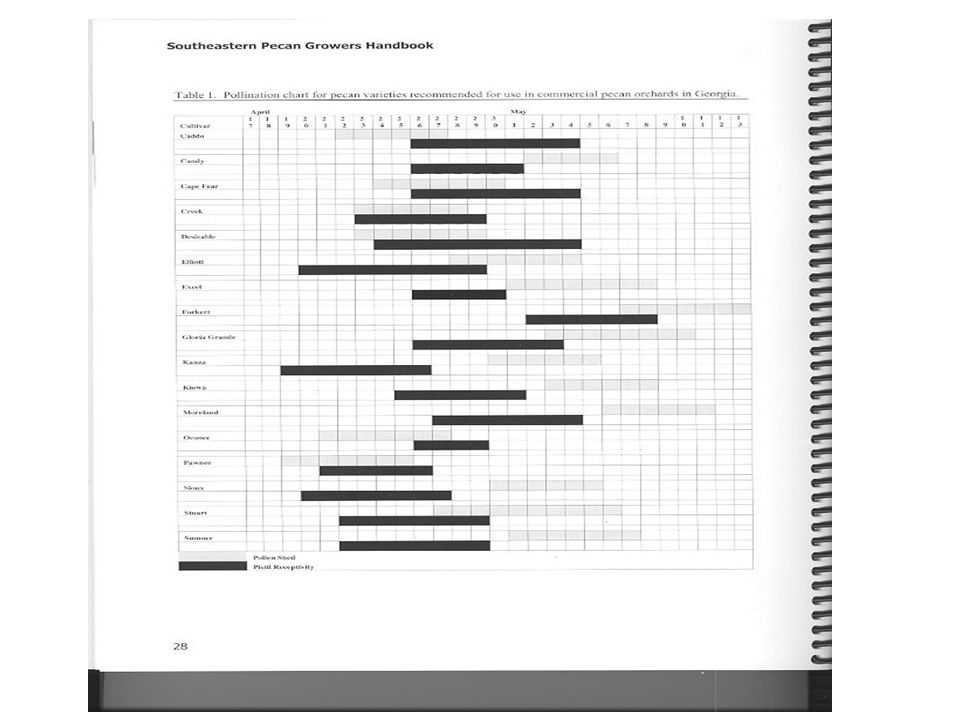 Uga Pecan Pollination Chart