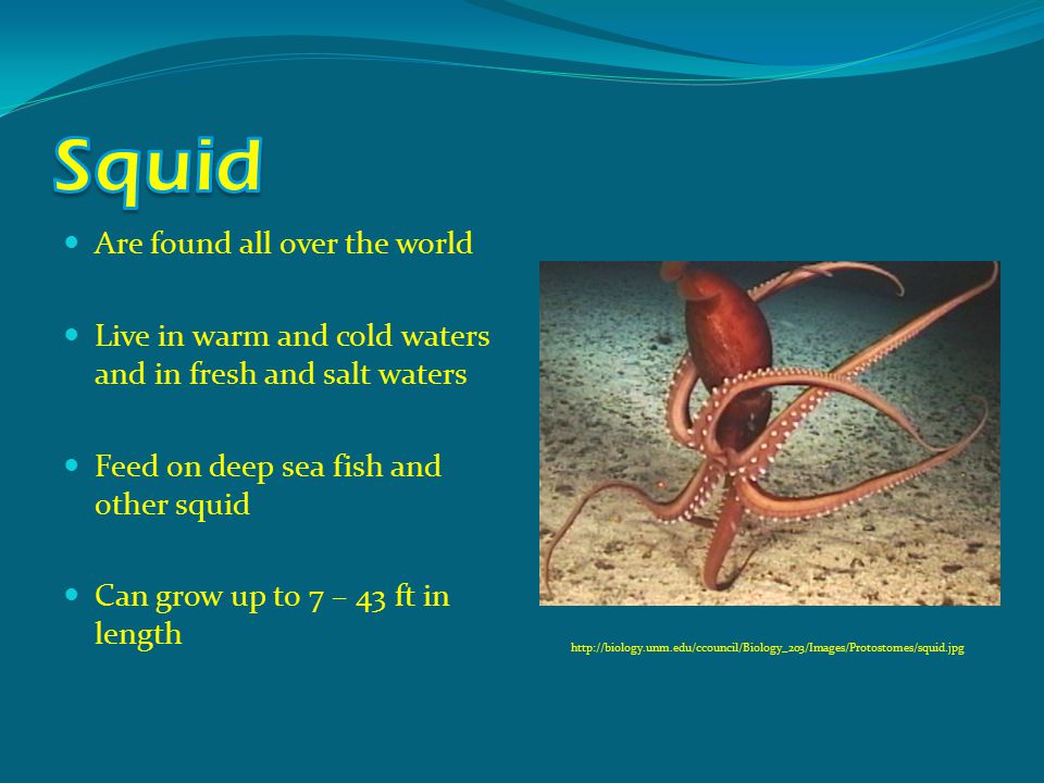 Are found all over the world Live in warm and cold waters and in fresh and salt waters Feed on deep sea fish and other squid Can grow up to 7 – 43 ft in length