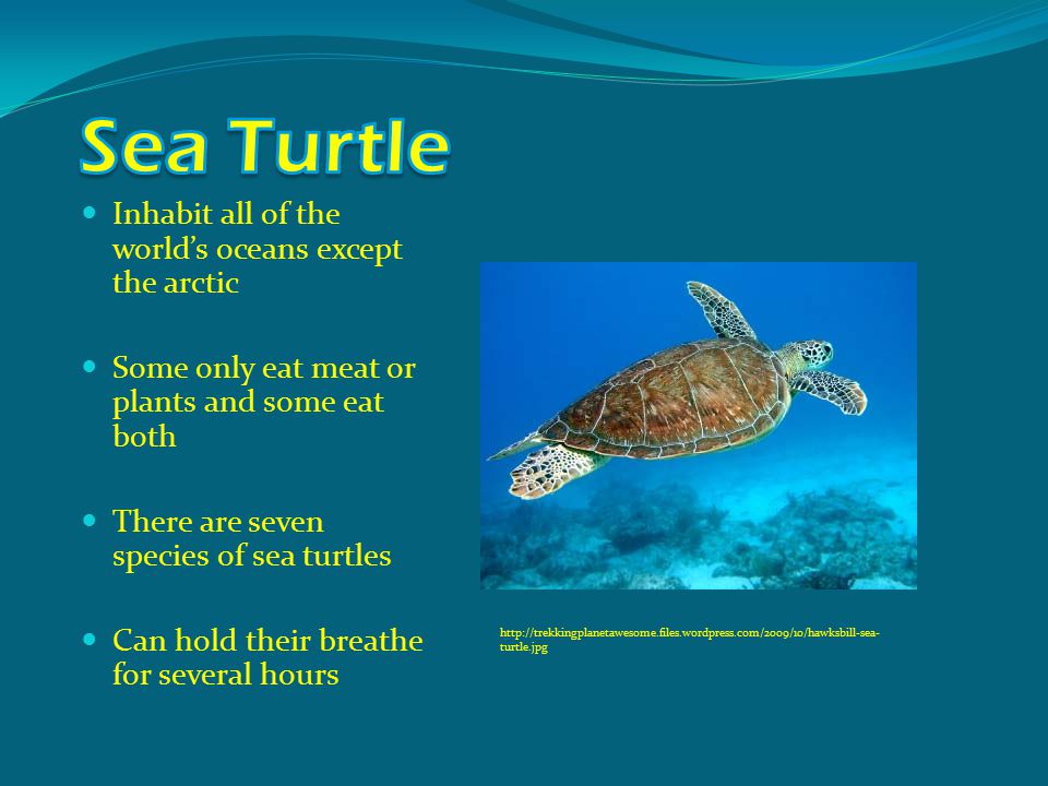 Inhabit all of the world’s oceans except the arctic Some only eat meat or plants and some eat both There are seven species of sea turtles Can hold their breathe for several hours   turtle.jpg