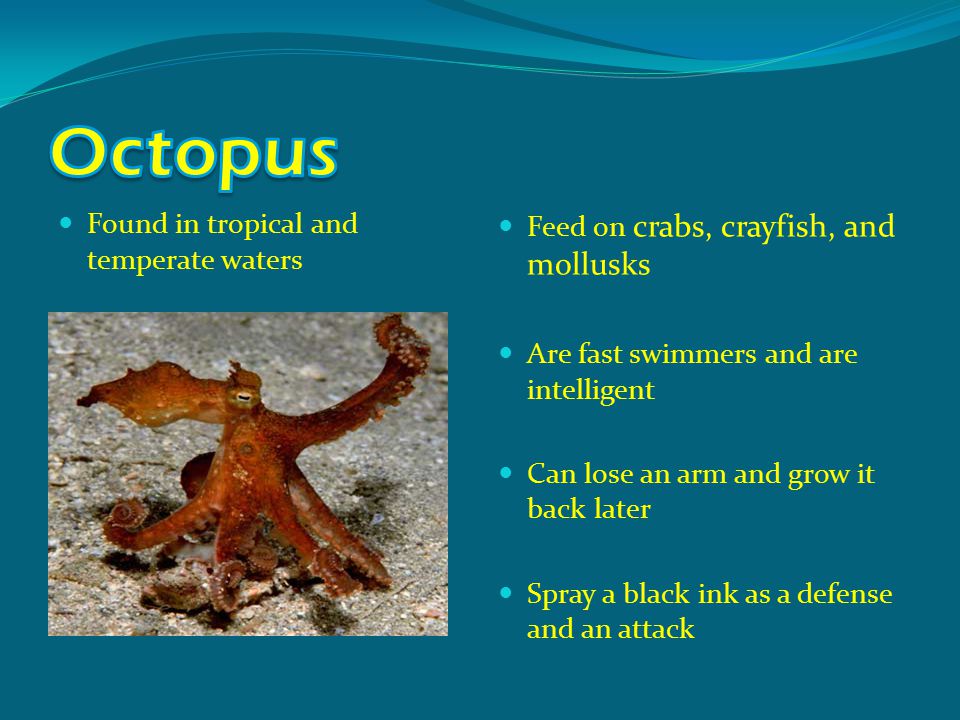Found in tropical and temperate waters Feed on crabs, crayfish, and mollusks Are fast swimmers and are intelligent Can lose an arm and grow it back later Spray a black ink as a defense and an attack