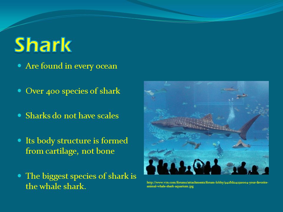 Are found in every ocean Over 400 species of shark Sharks do not have scales Its body structure is formed from cartilage, not bone The biggest species of shark is the whale shark.