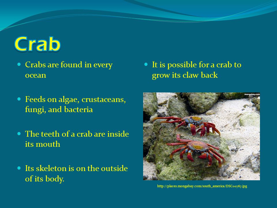 Crabs are found in every ocean Feeds on algae, crustaceans, fungi, and bacteria The teeth of a crab are inside its mouth Its skeleton is on the outside of its body.