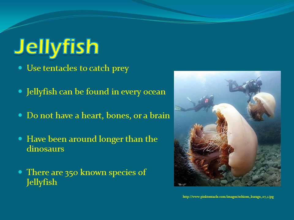 Use tentacles to catch prey Jellyfish can be found in every ocean Do not have a heart, bones, or a brain Have been around longer than the dinosaurs There are 350 known species of Jellyfish