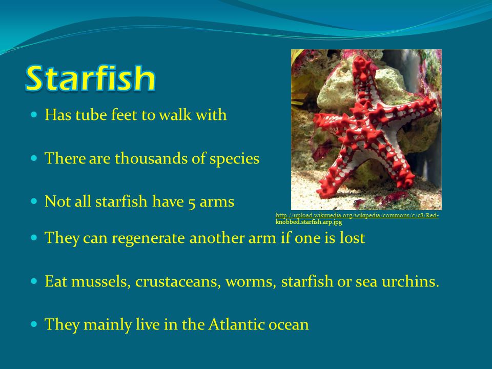 Has tube feet to walk with There are thousands of species Not all starfish have 5 arms     knobbed.starfish.arp.jpg They can regenerate another arm if one is lost Eat mussels, crustaceans, worms, starfish or sea urchins.