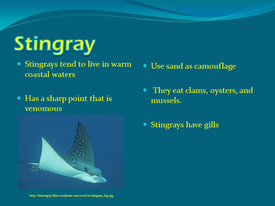 Stingrays tend to live in warm coastal waters Has a sharp point that is venomous Use sand as camouflage They eat clams, oysters, and mussels.
