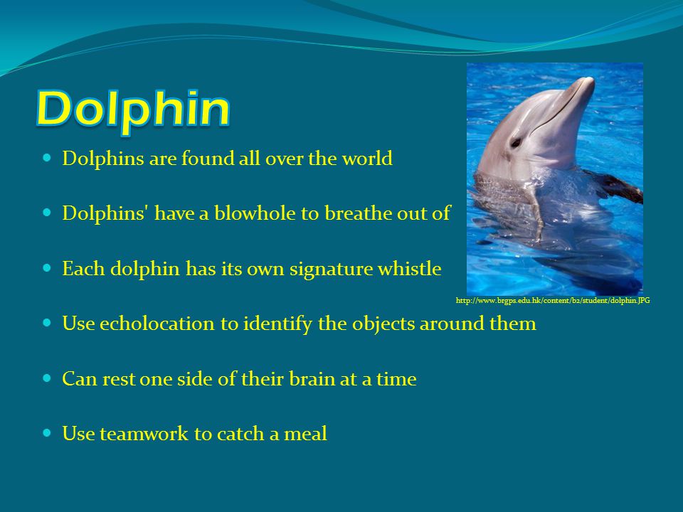 Dolphins are found all over the world Dolphins have a blowhole to breathe out of Each dolphin has its own signature whistle   Use echolocation to identify the objects around them Can rest one side of their brain at a time Use teamwork to catch a meal