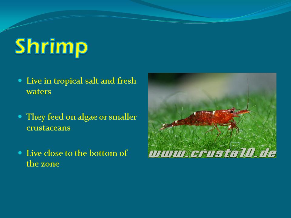 Live in tropical salt and fresh waters They feed on algae or smaller crustaceans Live close to the bottom of the zone