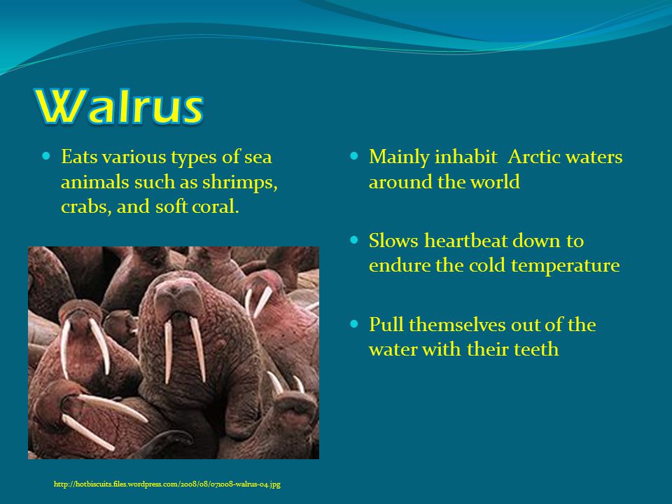 Eats various types of sea animals such as shrimps, crabs, and soft coral.