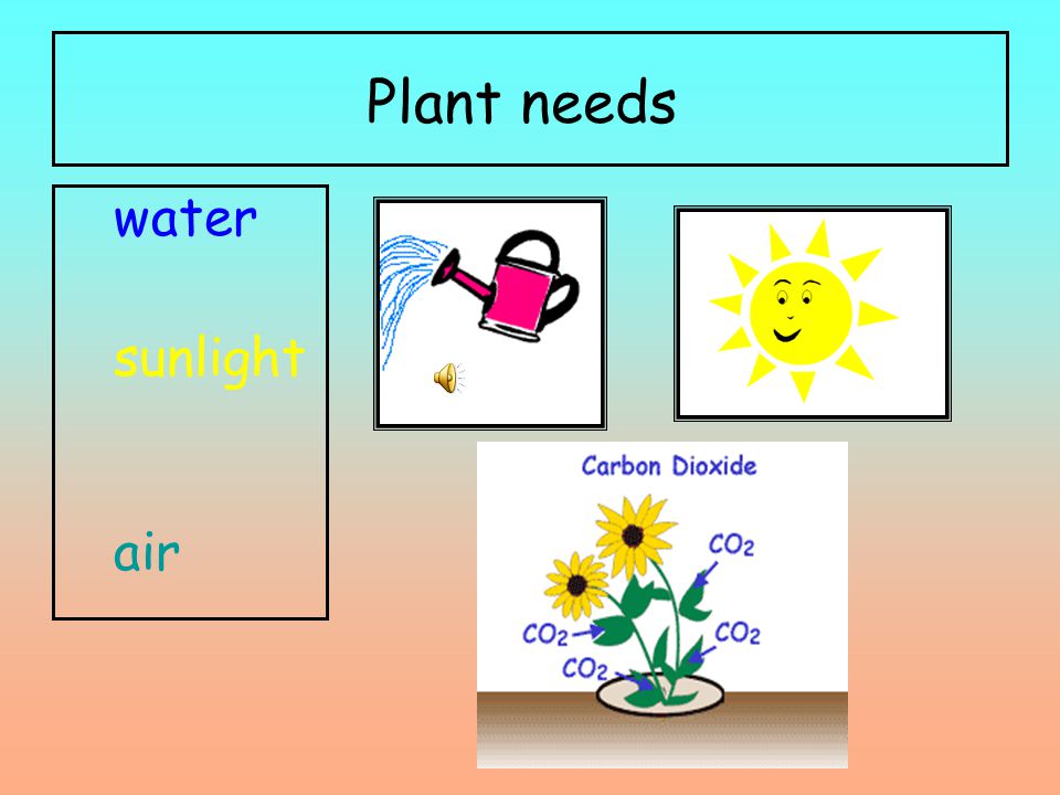 How Seeds germinate and grow up. seeds A seed needs water and sunlight to germinate. Plant a seed. - ppt download