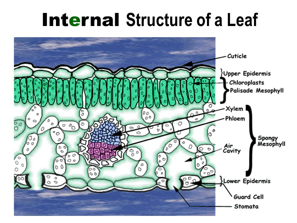 Internal Structure of a Leaf
