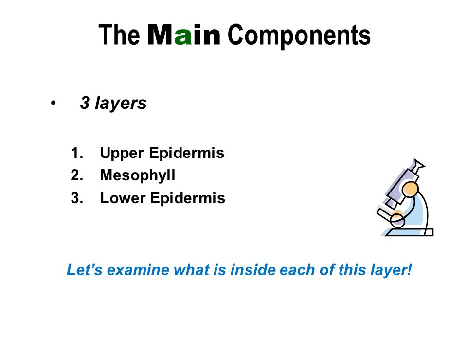 3 layers 1.Upper Epidermis 2.Mesophyll 3.Lower Epidermis The Main Components Let’s examine what is inside each of this layer!