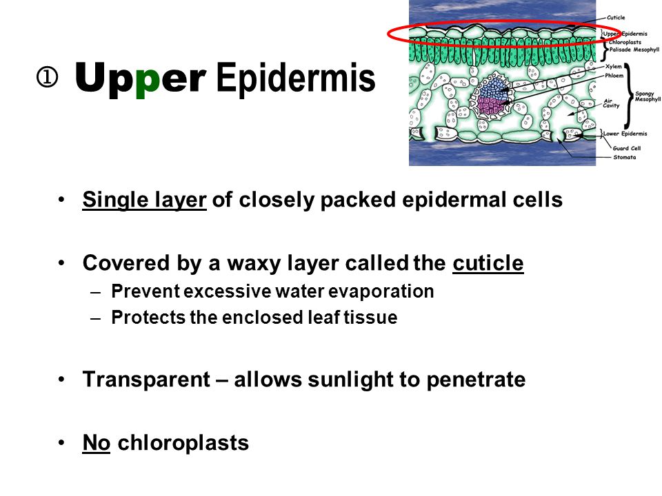 Upper Epidermis Single layer of closely packed epidermal cells Covered by a waxy layer called the cuticle –Prevent excessive water evaporation –Protects the enclosed leaf tissue Transparent – allows sunlight to penetrate No chloroplasts 