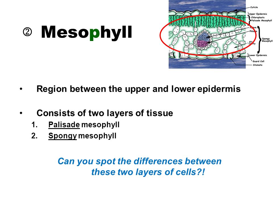 Region between the upper and lower epidermis Consists of two layers of tissue 1.Palisade mesophyll 2.Spongy mesophyll Can you spot the differences between these two layers of cells .
