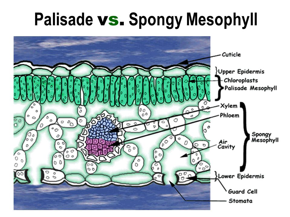Palisade vs. Spongy Mesophyll