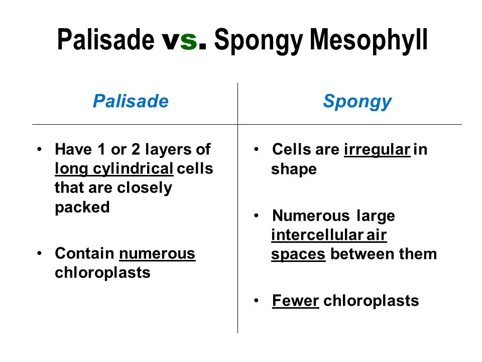 Palisade Have 1 or 2 layers of long cylindrical cells that are closely packed Contain numerous chloroplasts Spongy Cells are irregular in shape Numerous large intercellular air spaces between them Fewer chloroplasts Palisade vs.