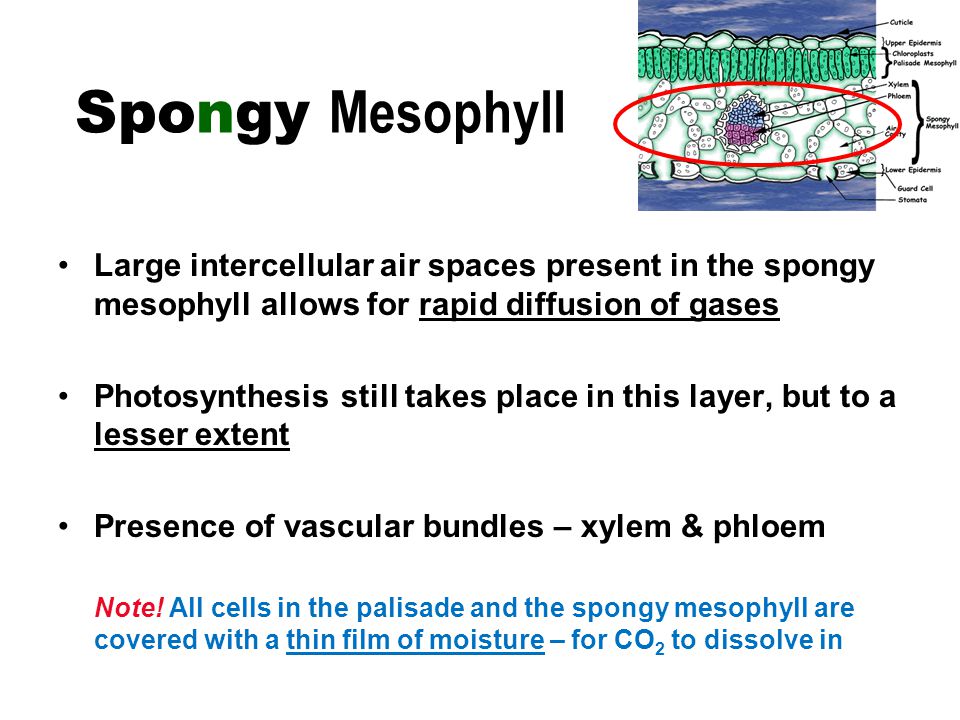 Large intercellular air spaces present in the spongy mesophyll allows for rapid diffusion of gases Photosynthesis still takes place in this layer, but to a lesser extent Presence of vascular bundles – xylem & phloem Note.