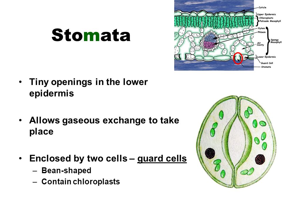 Stomata Tiny openings in the lower epidermis Allows gaseous exchange to take place Enclosed by two cells – guard cells –Bean-shaped –Contain chloroplasts