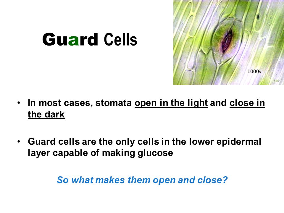 Guard Cells In most cases, stomata open in the light and close in the dark Guard cells are the only cells in the lower epidermal layer capable of making glucose So what makes them open and close
