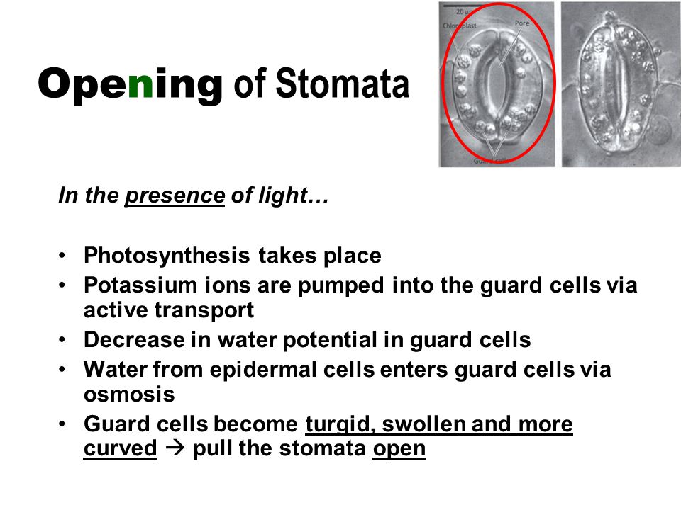 In the presence of light… Photosynthesis takes place Potassium ions are pumped into the guard cells via active transport Decrease in water potential in guard cells Water from epidermal cells enters guard cells via osmosis Guard cells become turgid, swollen and more curved  pull the stomata open Opening of Stomata