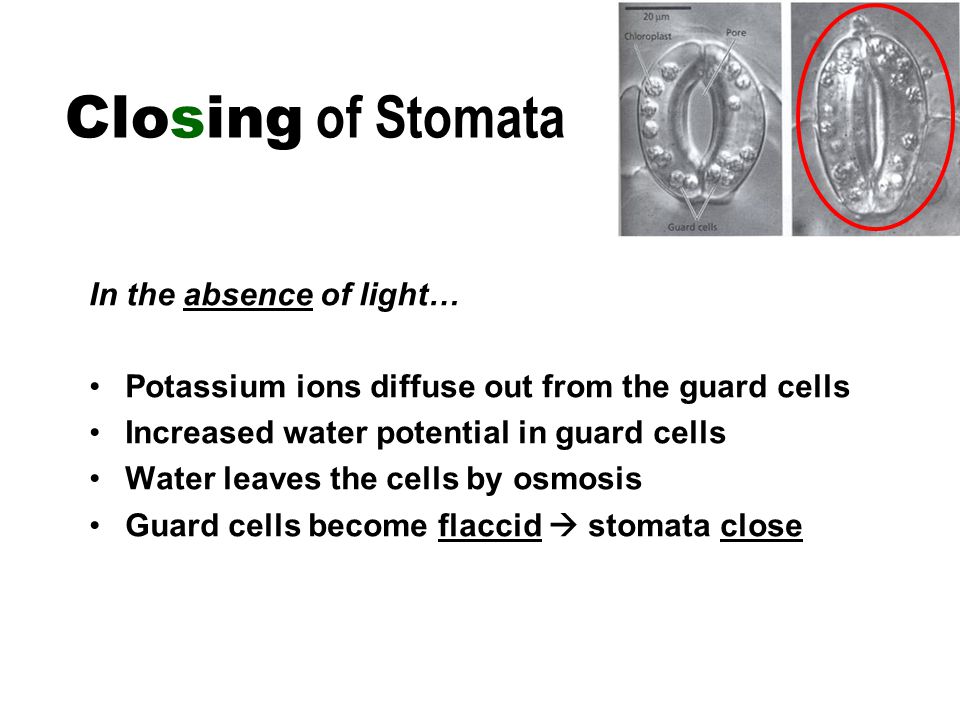 In the absence of light… Potassium ions diffuse out from the guard cells Increased water potential in guard cells Water leaves the cells by osmosis Guard cells become flaccid  stomata close Closing of Stomata