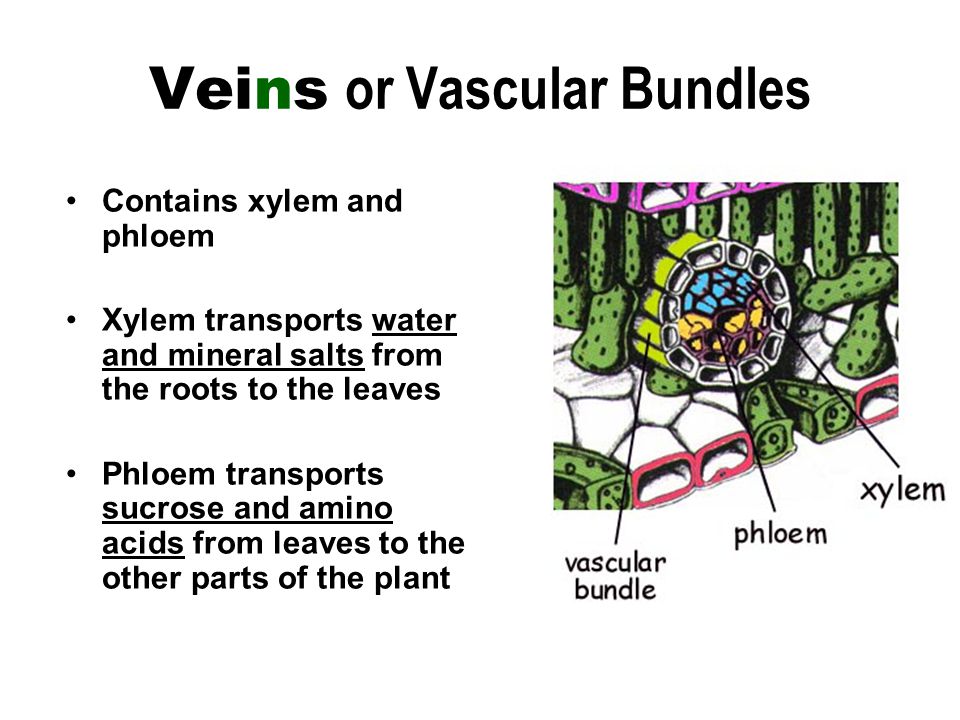 Veins or Vascular Bundles Contains xylem and phloem Xylem transports water and mineral salts from the roots to the leaves Phloem transports sucrose and amino acids from leaves to the other parts of the plant