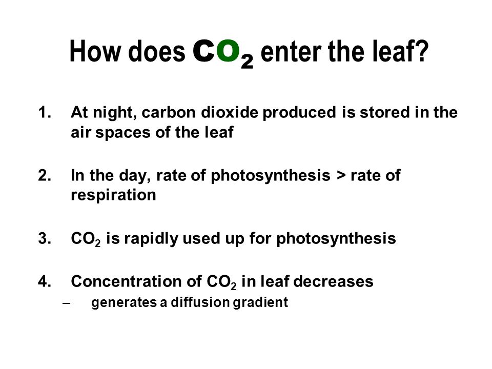 How does CO 2 enter the leaf.