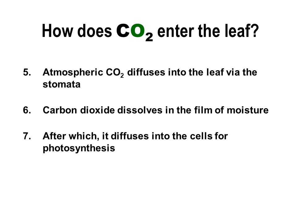 5.Atmospheric CO 2 diffuses into the leaf via the stomata 6.Carbon dioxide dissolves in the film of moisture 7.After which, it diffuses into the cells for photosynthesis How does CO 2 enter the leaf