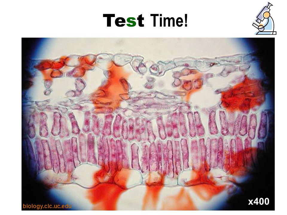 Test Time! x400 biology.clc.uc.edu