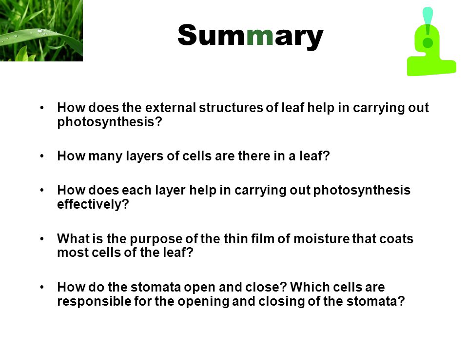 Summary How does the external structures of leaf help in carrying out photosynthesis.