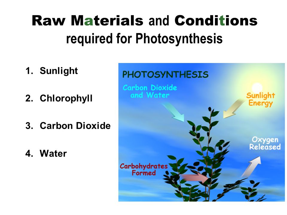 Raw Materials and Conditions required for Photosynthesis 1.Sunlight 2.Chlorophyll 3.Carbon Dioxide 4.Water