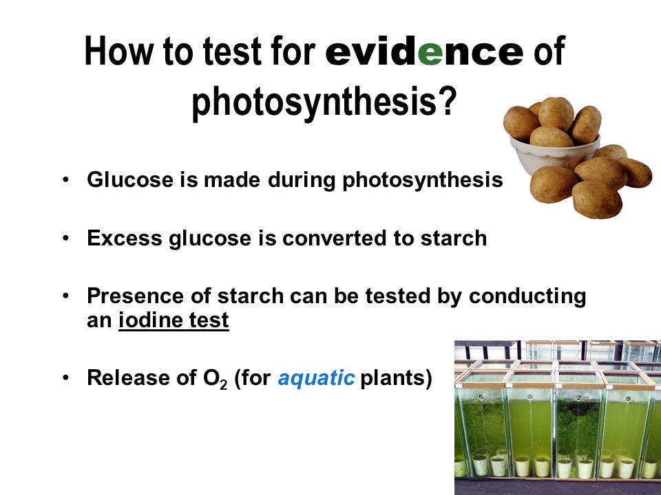 How to test for evidence of photosynthesis.
