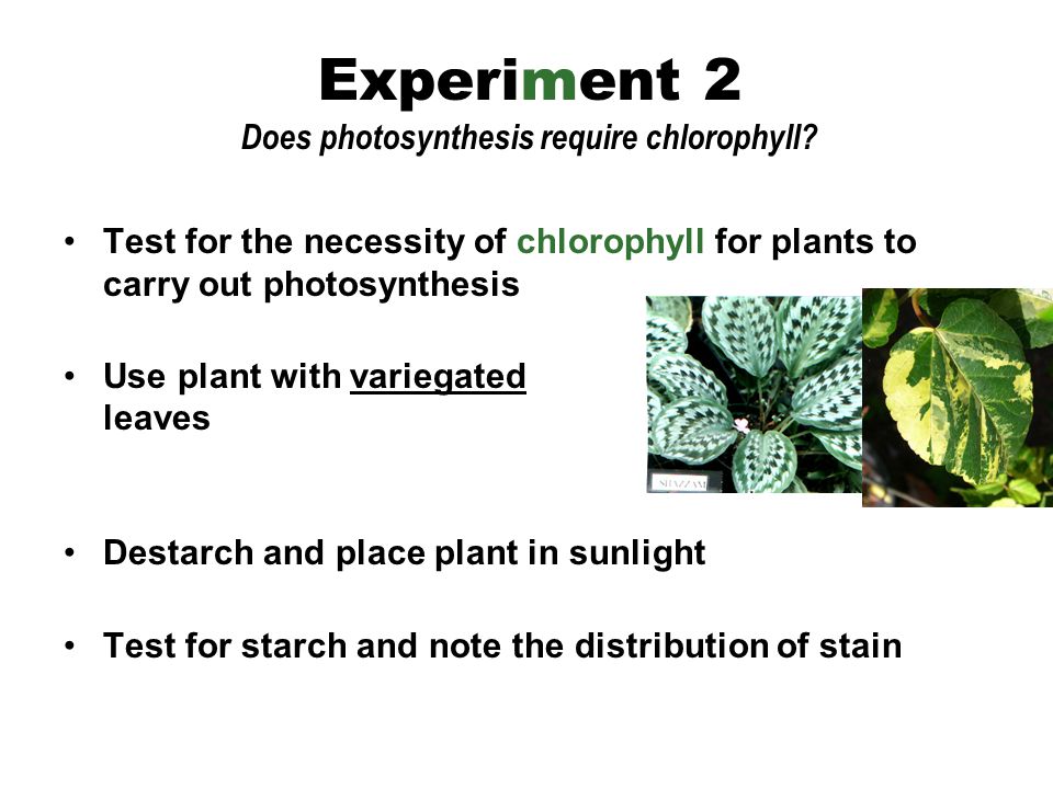 Test for the necessity of chlorophyll for plants to carry out photosynthesis Use plant with variegated leaves Destarch and place plant in sunlight Test for starch and note the distribution of stain Experiment 2 Does photosynthesis require chlorophyll