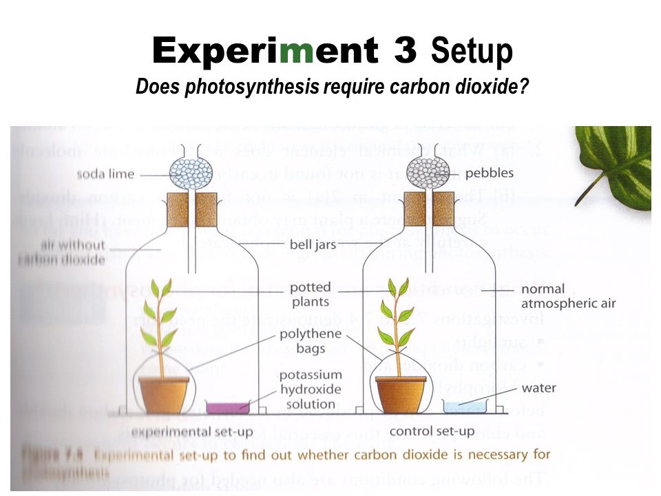 Experiment 3 Setup Does photosynthesis require carbon dioxide