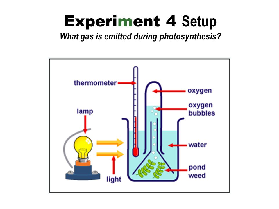 Experiment 4 Setup What gas is emitted during photosynthesis
