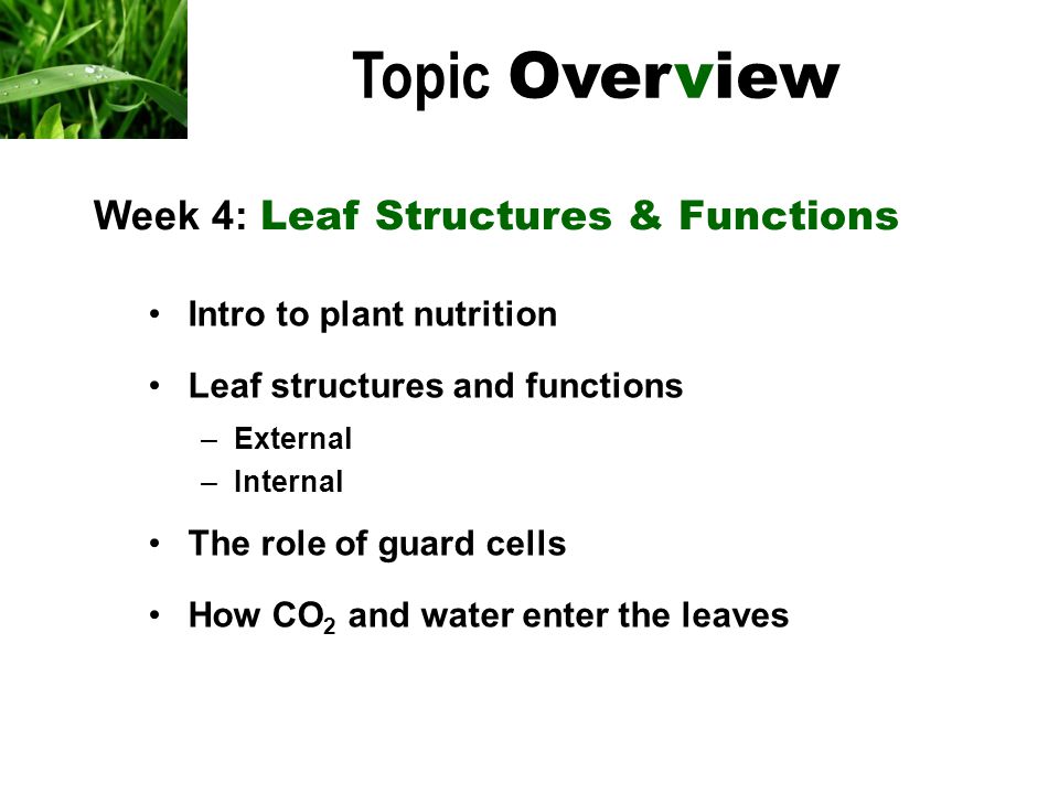 Intro to plant nutrition Leaf structures and functions –External –Internal The role of guard cells How CO 2 and water enter the leaves Topic Overview Week 4: Leaf Structures & Functions