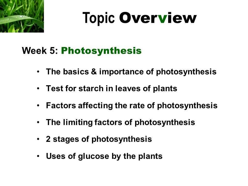 The basics & importance of photosynthesis Test for starch in leaves of plants Factors affecting the rate of photosynthesis The limiting factors of photosynthesis 2 stages of photosynthesis Uses of glucose by the plants Topic Overview Week 5: Photosynthesis
