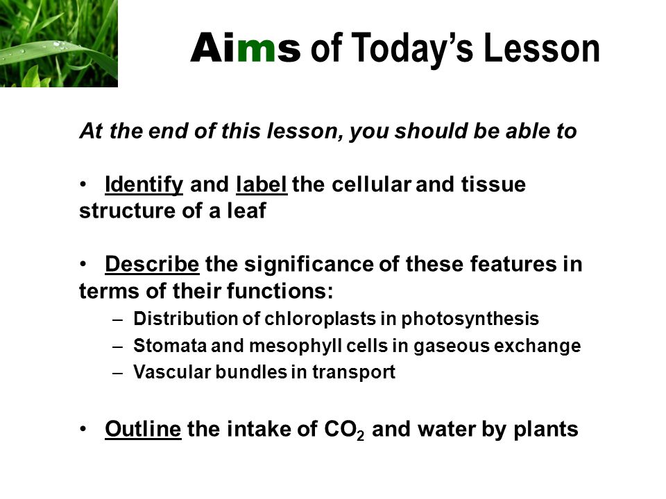 Aims of Today’s Lesson At the end of this lesson, you should be able to Identify and label the cellular and tissue structure of a leaf Describe the significance of these features in terms of their functions: –Distribution of chloroplasts in photosynthesis –Stomata and mesophyll cells in gaseous exchange –Vascular bundles in transport Outline the intake of CO 2 and water by plants