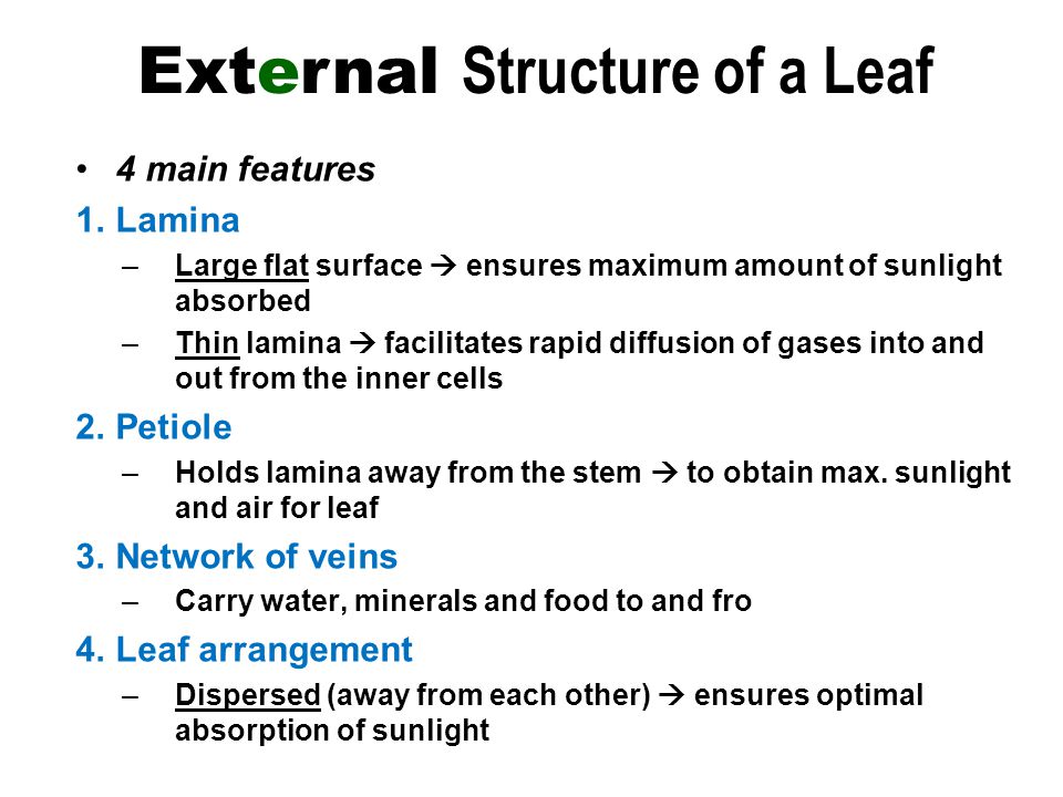 4 main features 1.Lamina –Large flat surface  ensures maximum amount of sunlight absorbed –Thin lamina  facilitates rapid diffusion of gases into and out from the inner cells 2.Petiole –Holds lamina away from the stem  to obtain max.