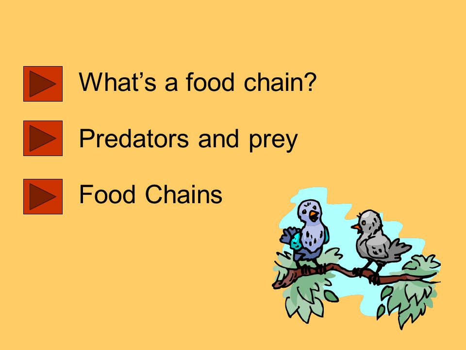 What’s a food chain Predators and prey Food Chains