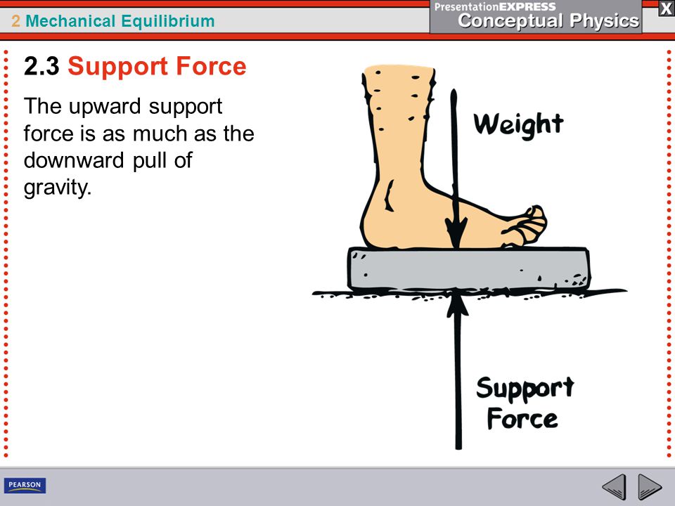 2 Mechanical Equilibrium The upward support force is as much as the downward pull of gravity.