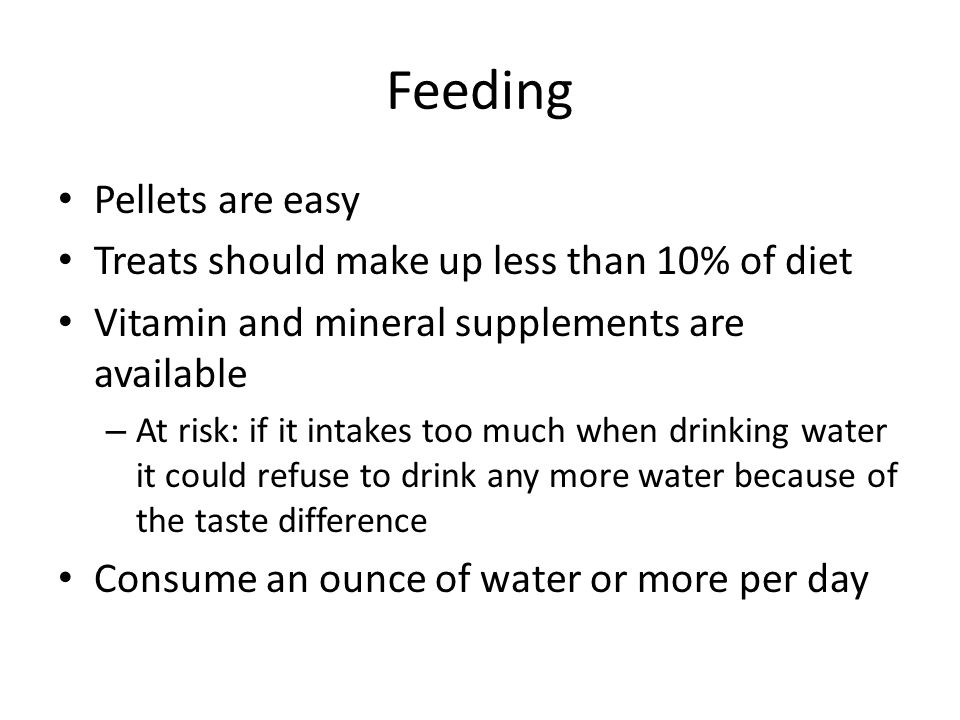 Feeding Pellets are easy Treats should make up less than 10% of diet Vitamin and mineral supplements are available – At risk: if it intakes too much when drinking water it could refuse to drink any more water because of the taste difference Consume an ounce of water or more per day