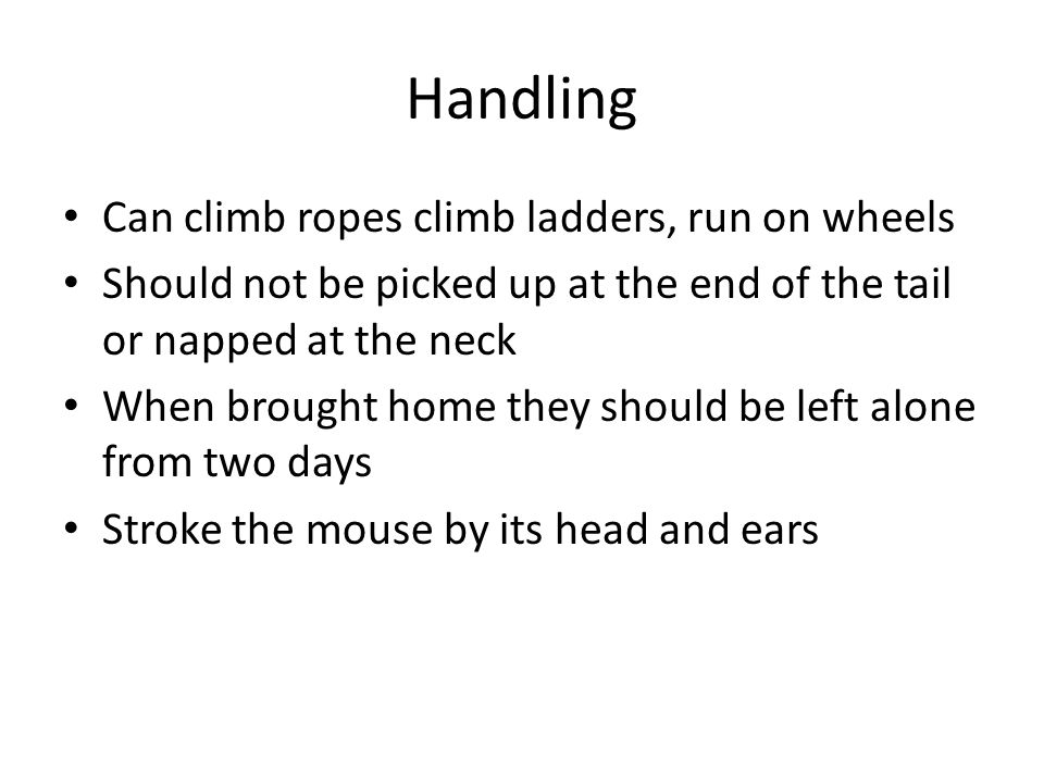 Handling Can climb ropes climb ladders, run on wheels Should not be picked up at the end of the tail or napped at the neck When brought home they should be left alone from two days Stroke the mouse by its head and ears