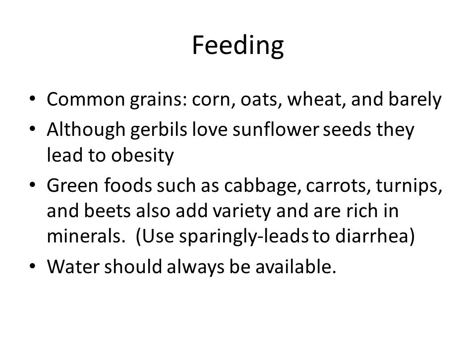 Feeding Common grains: corn, oats, wheat, and barely Although gerbils love sunflower seeds they lead to obesity Green foods such as cabbage, carrots, turnips, and beets also add variety and are rich in minerals.