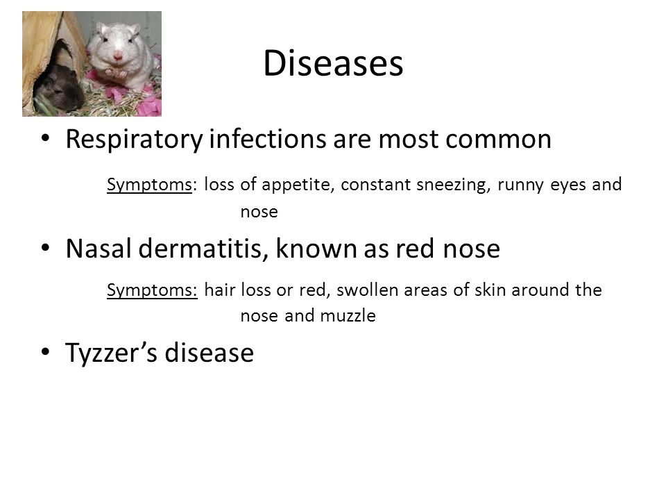 Diseases Respiratory infections are most common Symptoms: loss of appetite, constant sneezing, runny eyes and nose Nasal dermatitis, known as red nose Symptoms: hair loss or red, swollen areas of skin around the nose and muzzle Tyzzer’s disease