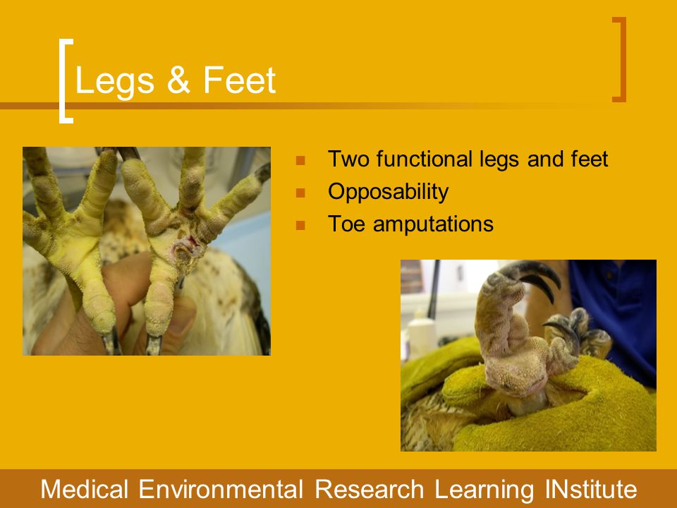 Legs & Feet Medical Environmental Research Learning INstitute Two functional legs and feet Opposability Toe amputations