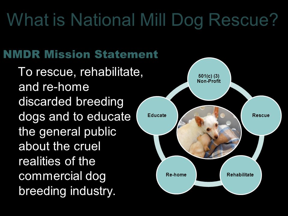NMDR Mission Statement To rescue, rehabilitate, and re-home discarded breeding dogs and to educate the general public about the cruel realities of the commercial dog breeding industry.