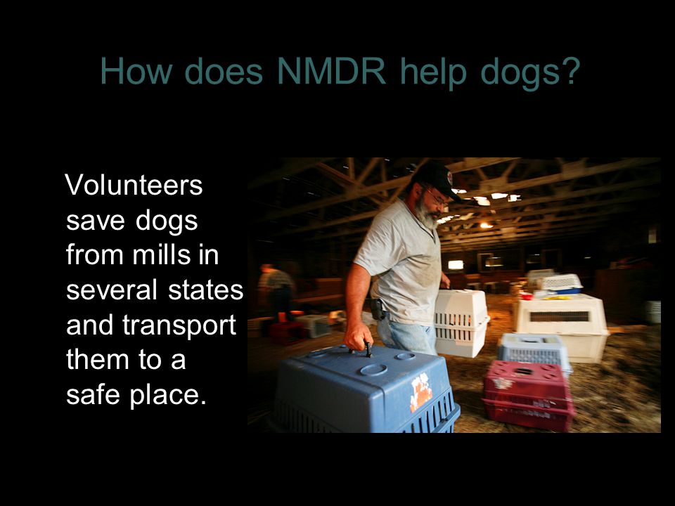 How does NMDR help dogs.