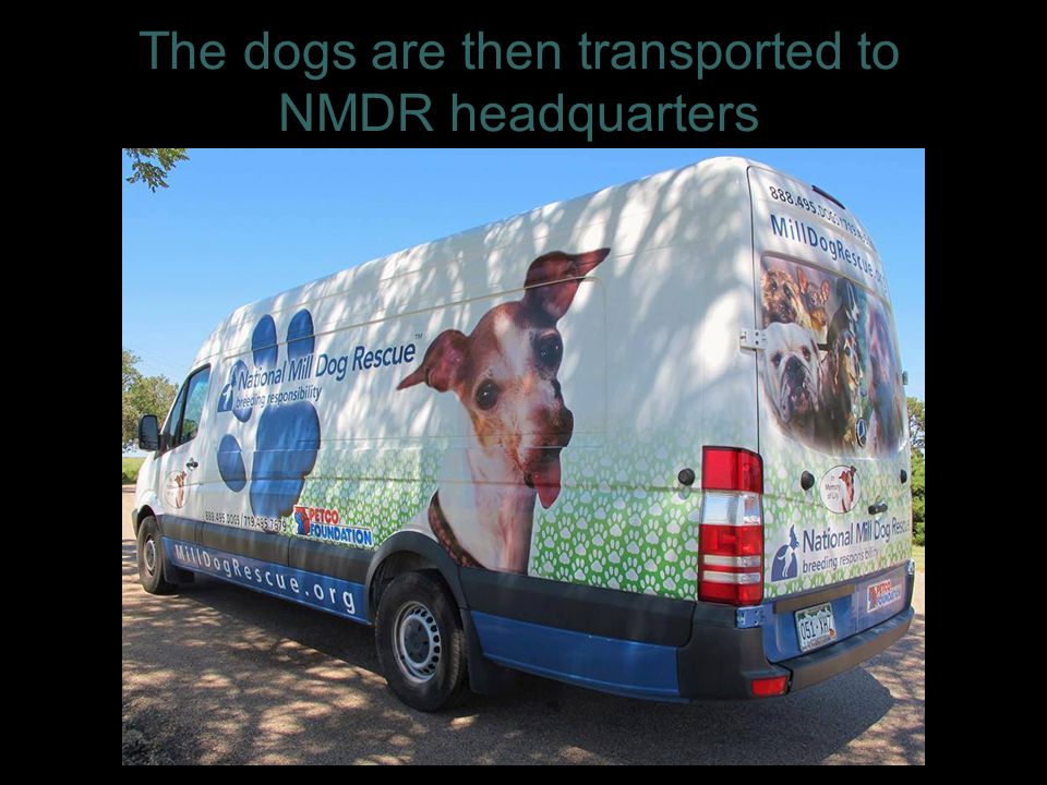 The dogs are then transported to NMDR headquarters 13