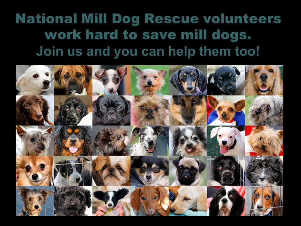 National Mill Dog Rescue volunteers work hard to save mill dogs.